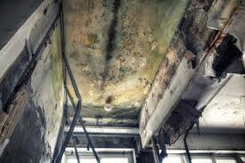 Best Environmental Consulting for Mold Prevention  in Cashton, WI